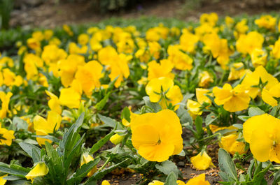 Close-up of yellow flowering plants