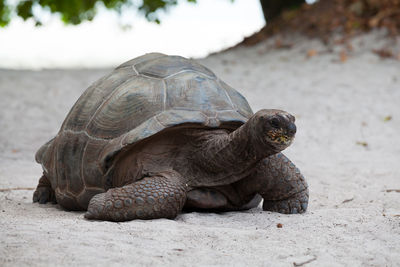 Close-up of a turtle on beach