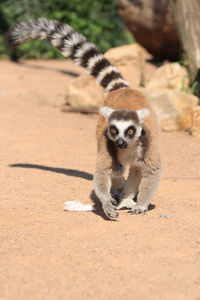 Portrait of meerkat on ground