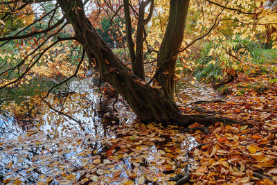 Trees growing in forest during autumn