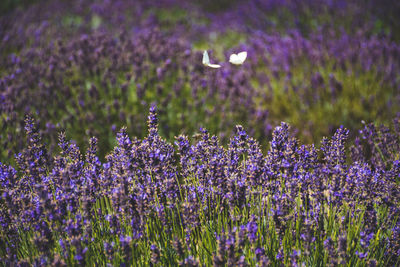 Beautiful violet flowers in a lavender field with butterflies