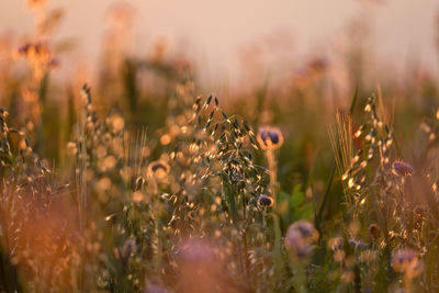 Common oats  purple scorpion weed,  flowering plants against sunlight and colourful bokeh background