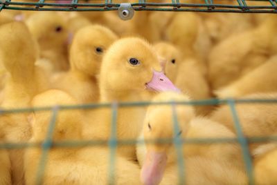 Close-up of a bird in cage