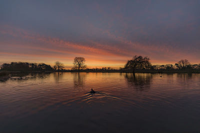 Swan swimming in lake against sky during sunset