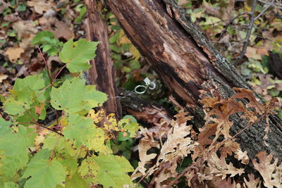 High angle view of lizard on plant