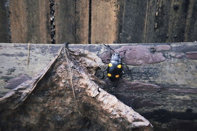 Close-up of wood on rock