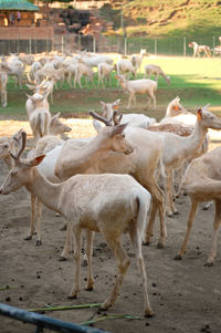 Sheep standing in a field