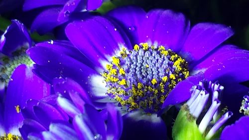 Close-up of purple flower