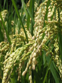 Rice is an important food crop for mankind