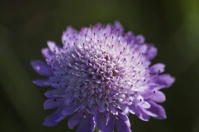 Close-up of purple flowers