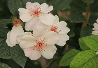 Close-up of white flowering plant