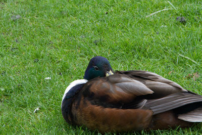 Mallard duck on field