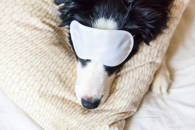 Puppy border collie with sleeping eye mask lay on pillow blanket in bed. dog at home sleeping