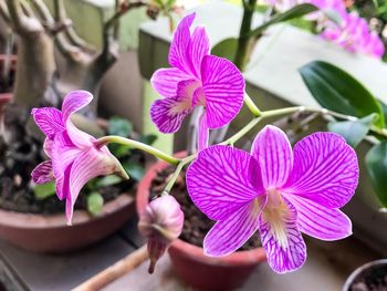 Close-up of pink flowers blooming outdoors