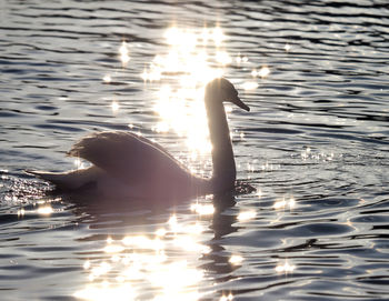 Swan swimming in lake