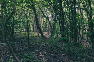 Trees in forest