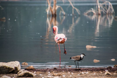 Birds in lake