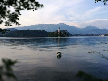 Swan on lake against sky