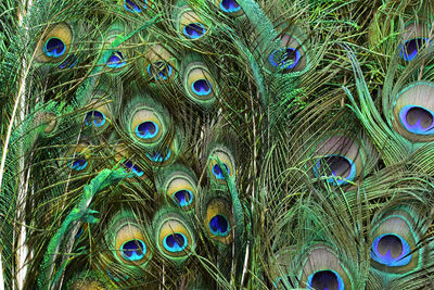 Close-up of peacock feathers