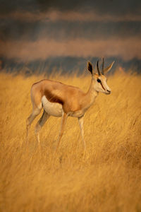 View of deer running on field