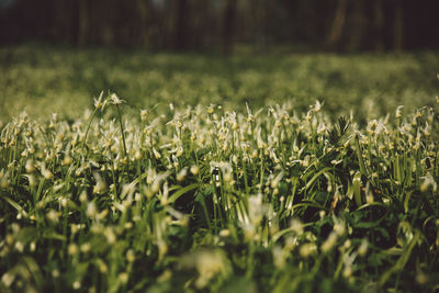 Close-up of grass on field