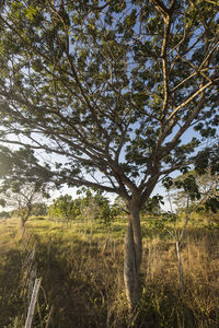 Trees on field against sky