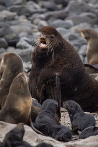 Close-up of seal