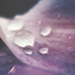 Close-up of water lily