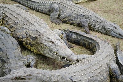 High angle view of crocodile on sea shore