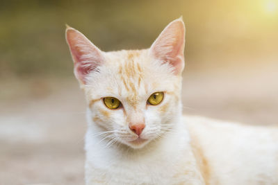 Close-up portrait of ginger cat