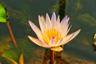 Close-up of water lily in lake