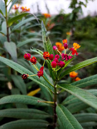 Close-up of red berries on plant