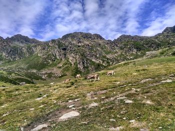 Cows on a slope surrounded by mountains