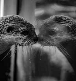 Close-up of birds