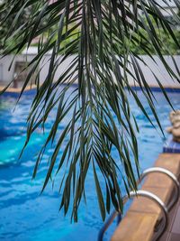 Low angle view of palm tree by sea