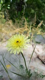 Close-up of yellow flower