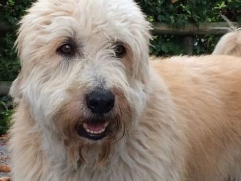 Close-up portrait of dog