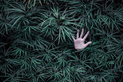 Cropped hands amidst plants