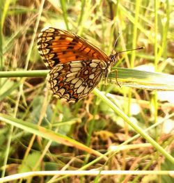 Close-up of butterfly perching on grass