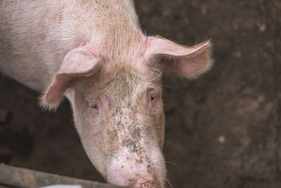 Close-up of pig