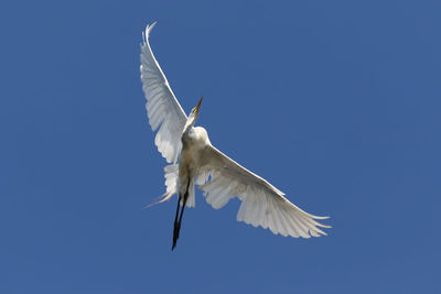 Low angle view of seagull flying in sky