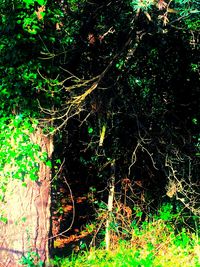 Illuminated tree at night