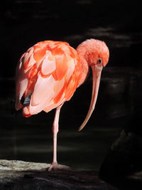 Close-up of a bird