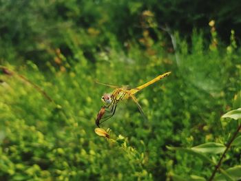 Close-up of insect on plant