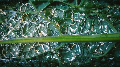 Full frame shot of green leaves