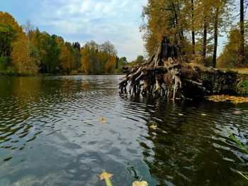 Scenic view of lake in forest against sky