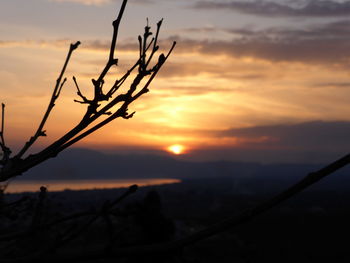 Close-up of silhouette tree against sky during sunset