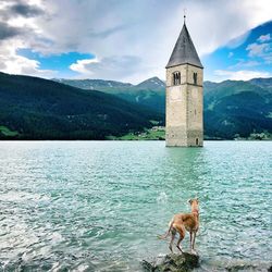 View of dog on lake against mountain