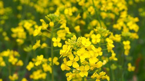 Close-up of yellow flowering plant