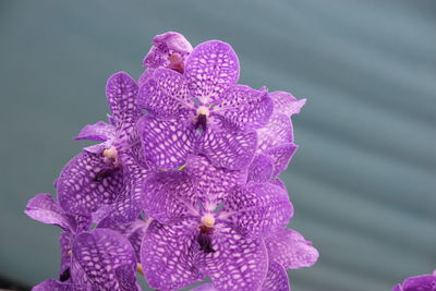 Close-up of purple pink flower